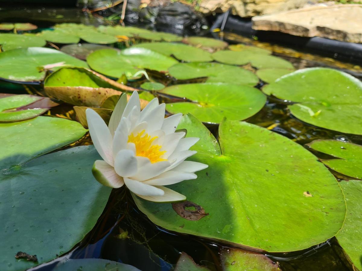Le Tonneau Insolite Du Souffle Du Saule Buhl-Lorraine Extérieur photo
